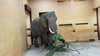 Dieses vom Zoo Magdeburg zur Verfügung gestellte Foto zeigt die Elefantenkuh „Sweni“, die am Freitag aus dem Zoo Wuppertal nach Magdeburg gekommen ist.