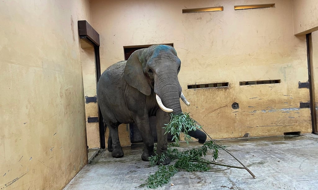 Dieses vom Zoo Magdeburg zur Verfügung gestellte Foto zeigt die Elefantenkuh „Sweni“, die am Freitag aus dem Zoo Wuppertal nach Magdeburg gekommen ist.
