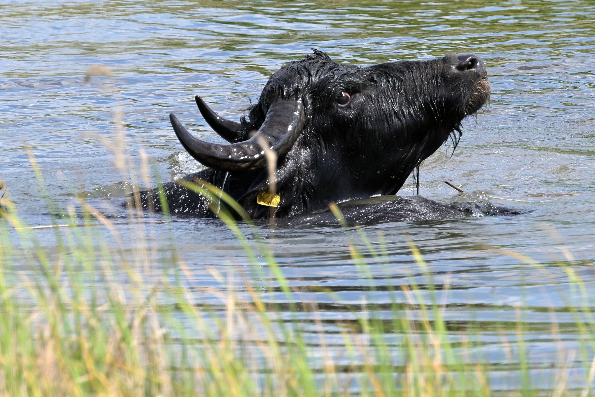 Tiere: Autobahn-Büffel grasen im Landschaftspark Rudow-Altglienicke