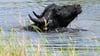 Ein Wasserbüffel badet in einem Teich auf einer Feuchtwiese im Landschaftspark Rudow-Altglienicke.