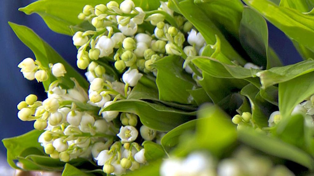 Musik, Tanz, Spiel, Floristik, Themenstände zum Maiglöckchen, regionale Erzeuger und Gartenbaubetriebe, Gastronomie und mehr soll es am Sonntag, 5. Mai, von 13 bis 19 Uhr beim Fest der Sympathie auf dem Wittenberger Kirchplatz geben.