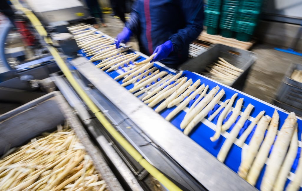 Spargel wird in einem Spargelhof in der Region Hannover sortiert.