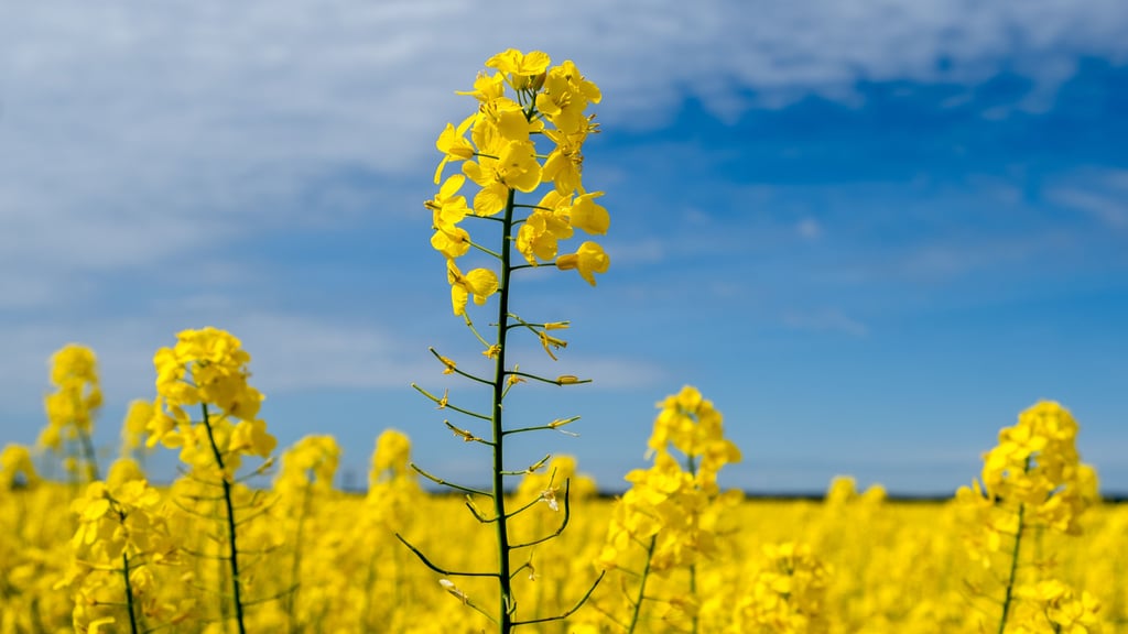 Die gelbe Pracht ist dieser Tage oft zu sehen.