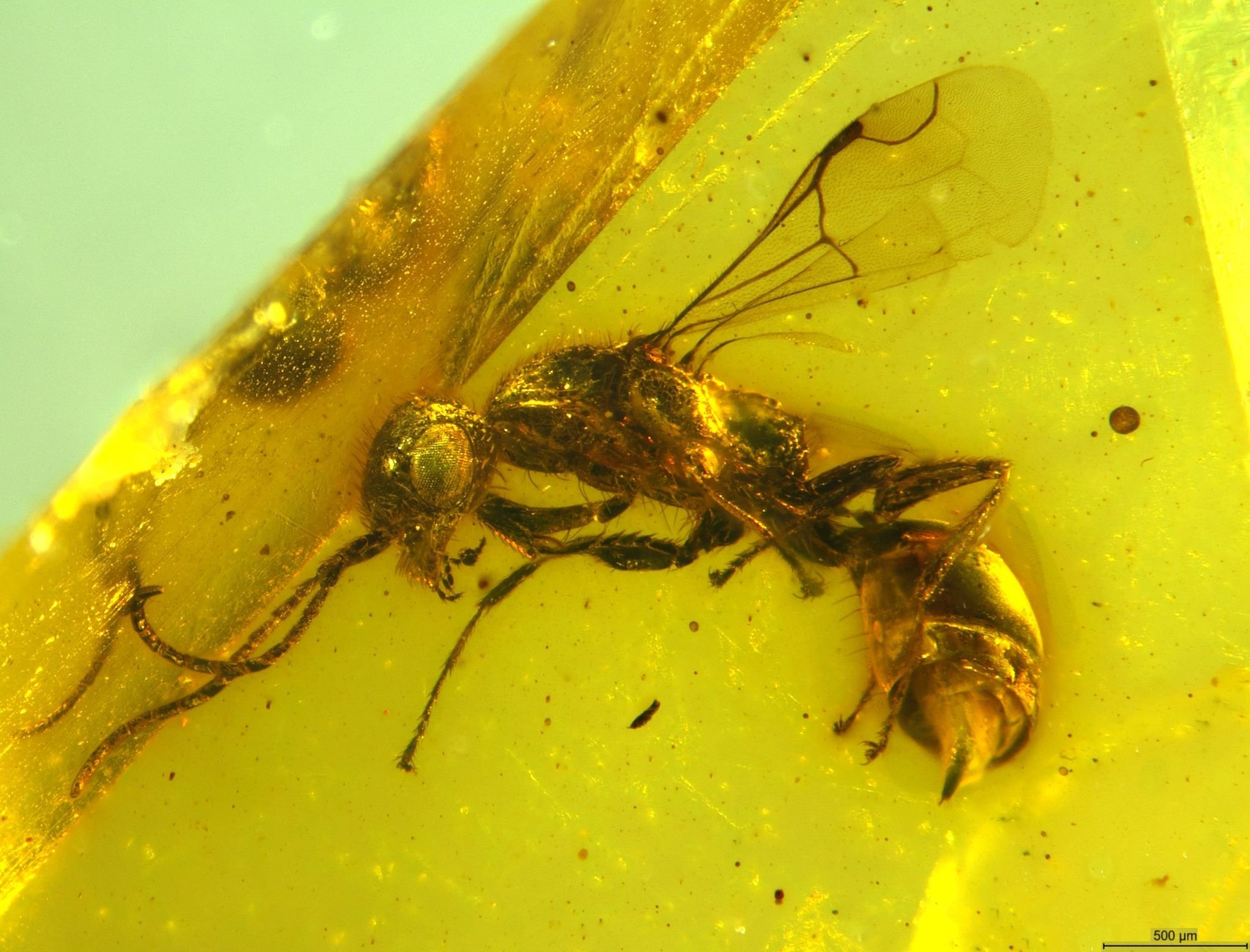 Tiere: Insektenforscher entdecken längst ausgestorbene Wespe