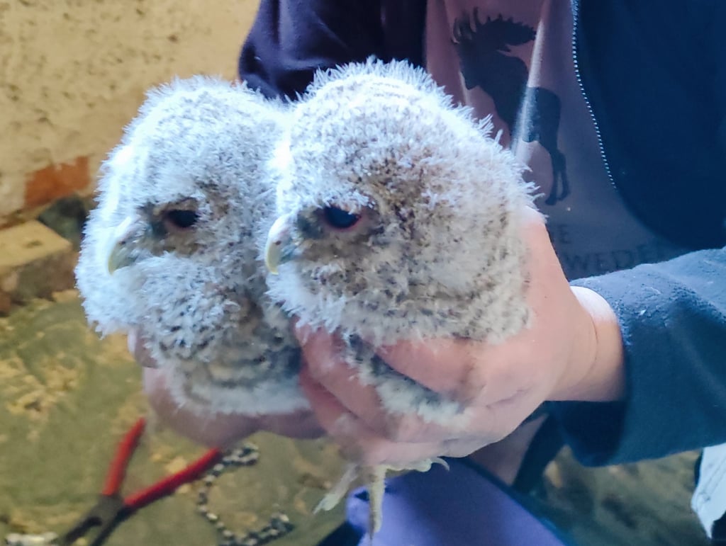 Diese beiden Wollknäuel sind in der Hagenauer Kirche geschlüpft.