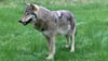 Diesen Wolf hat der Jäger im Wald bei Samswegen mit seiner Wildkamera aufgenommen. 