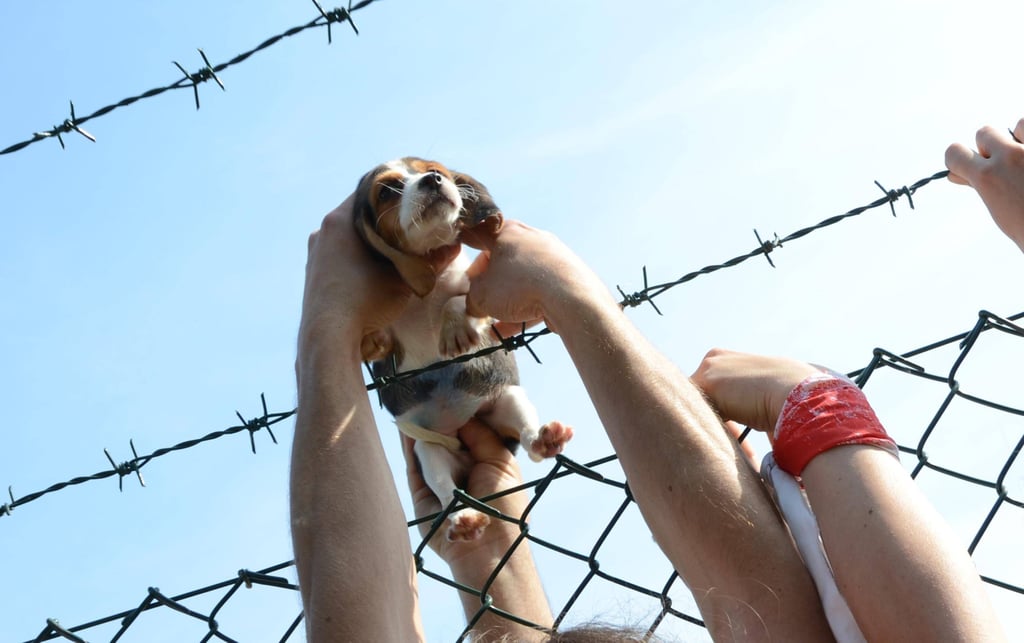 Tierschützer retten einen Beagle Hund aus einer Zuchtanstalt. (Symbolbild)