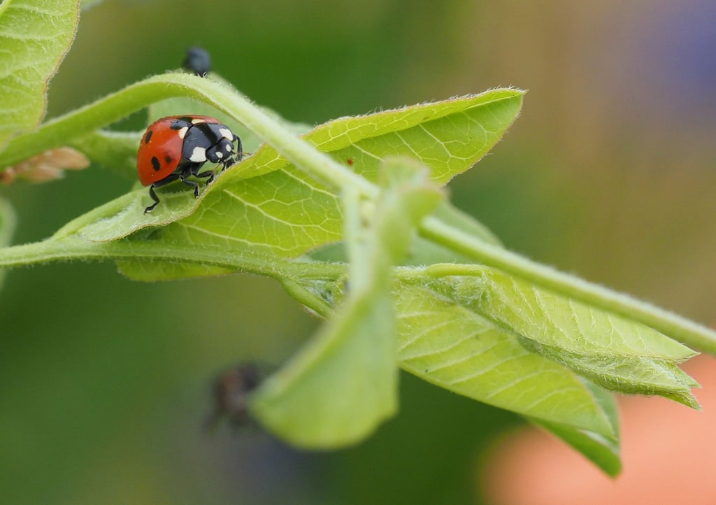Im Garten kann man getrost auf Pestizide verzichten, denn der Marienkäfer übernimmt die Rolle als natürlicher Schädlingsbekämpfer.
