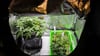 Cannabispflanzen verschiedener Sorten stehen in einem Aufzuchtszelt.