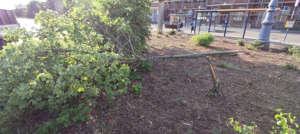 Erneut haben Unbekannte einen Baum heruntergetreten, dieses Mal auf dem Bahnhofsvorplatz in Gardelegen.