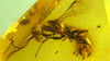 Insektenforscher aus Deutschland und Frankreich haben eine bislang unbekannte Wespenart in einem 100 Millionen Jahre alten Bernstein entdeckt.
