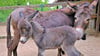 Im Zoo Aschersleben gibt es Zuwachs: Ein Eselfohlen ist geboren worden. 