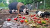 Die Schweine  im Tierpark Salzwedel könnten bereits ein Grundstock der Tierarten  für den Bauernhof sein. 