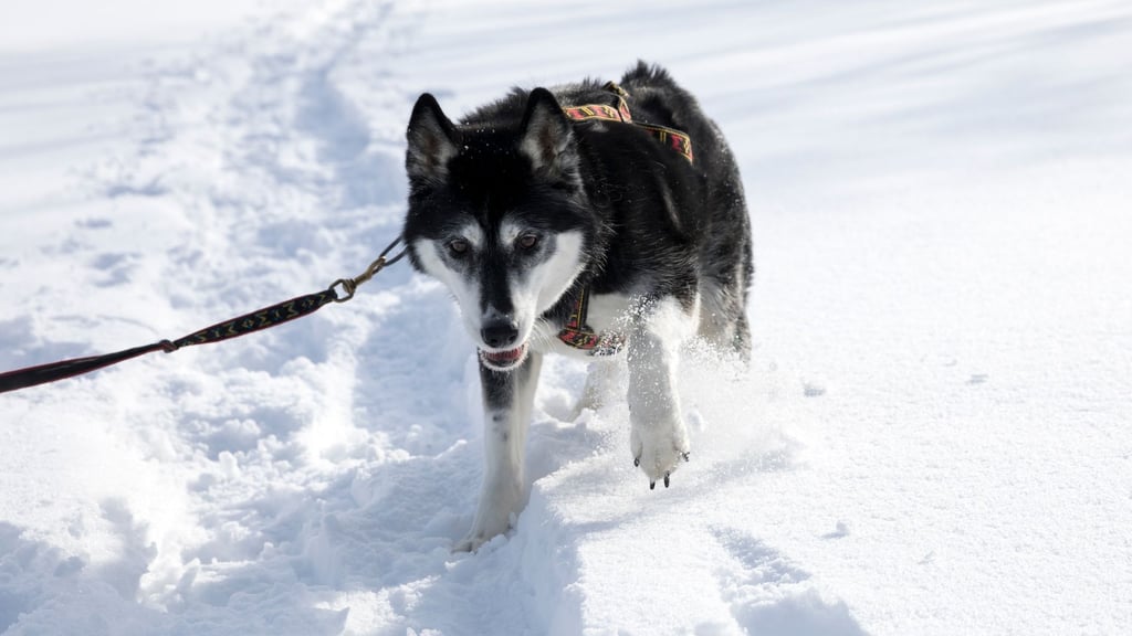 Huskys lieben Schnee und Kälte, ihnen wird garantiert nicht kalt. Am Wochenende (10. und 11. Januar 2026) gehen Schlittenhunde unter Traumbedingungen bei Hasselfelde im Harz auf die Hatz rund um die Westernstadt Pullman City.&nbsp;