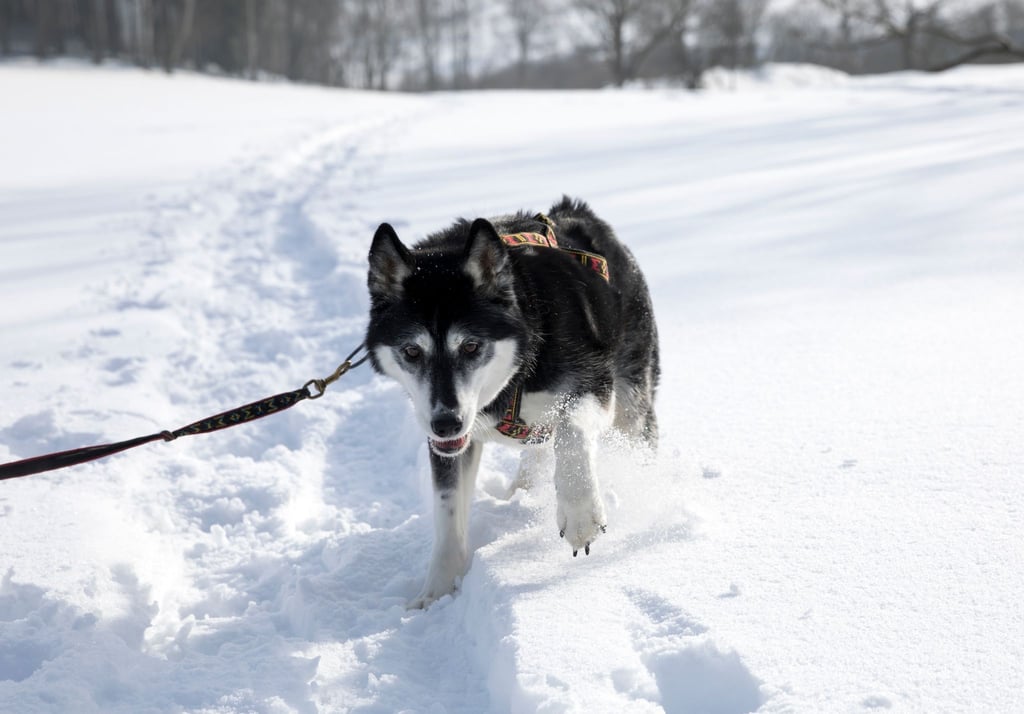 Huskys lieben Schnee und Kälte, ihnen wird garantiert nicht kalt. Am Wochenende (10. und 11. Januar 2026) gehen Schlittenhunde unter Traumbedingungen bei Hasselfelde im Harz auf die Hatz rund um die Westernstadt Pullman City.&nbsp;