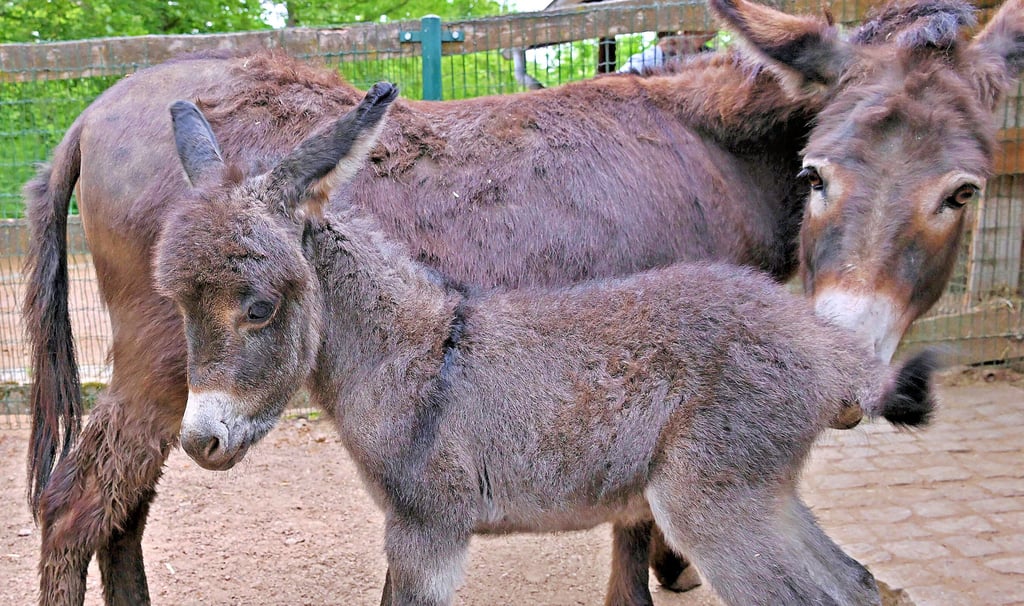 Im Zoo Aschersleben gibt es Zuwachs: Ein Eselfohlen ist hier geboren worden.