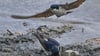 Mehlschwalben (Delichon urbica) holen sich Baumaterial am Ufer einer Wasserstelle.
