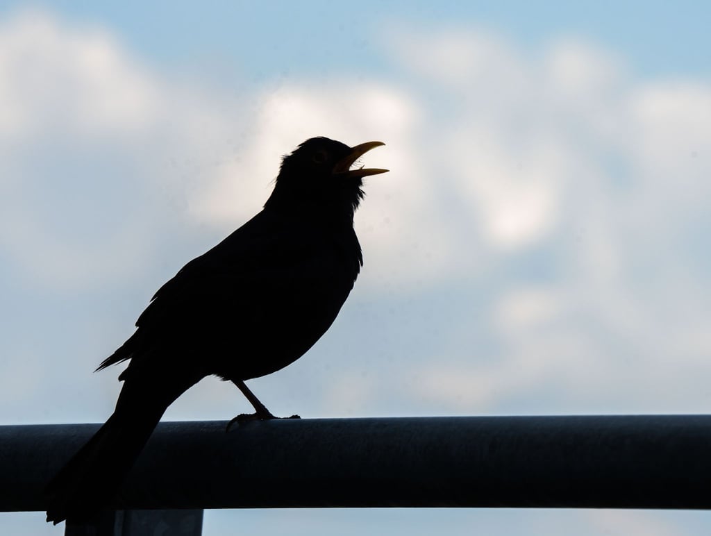Wer bei der „Stunde der Gartenvögel“ mitmachen möchte, beobachtet eine Stunde lang die Vögel im Garten, am Balkon, vor dem Fenster oder im Park.