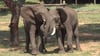 Die Begrüßung Afrikanischer Elefanten richtet sich danach, ob der andere den Ankommenden sieht oder nicht. Zu diesem Ergebnis kam eine österreichische Studie.
