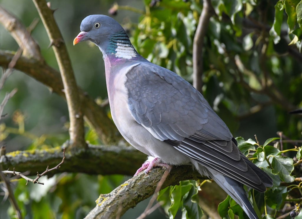 Eine Ringeltaube (Columba palumbus).