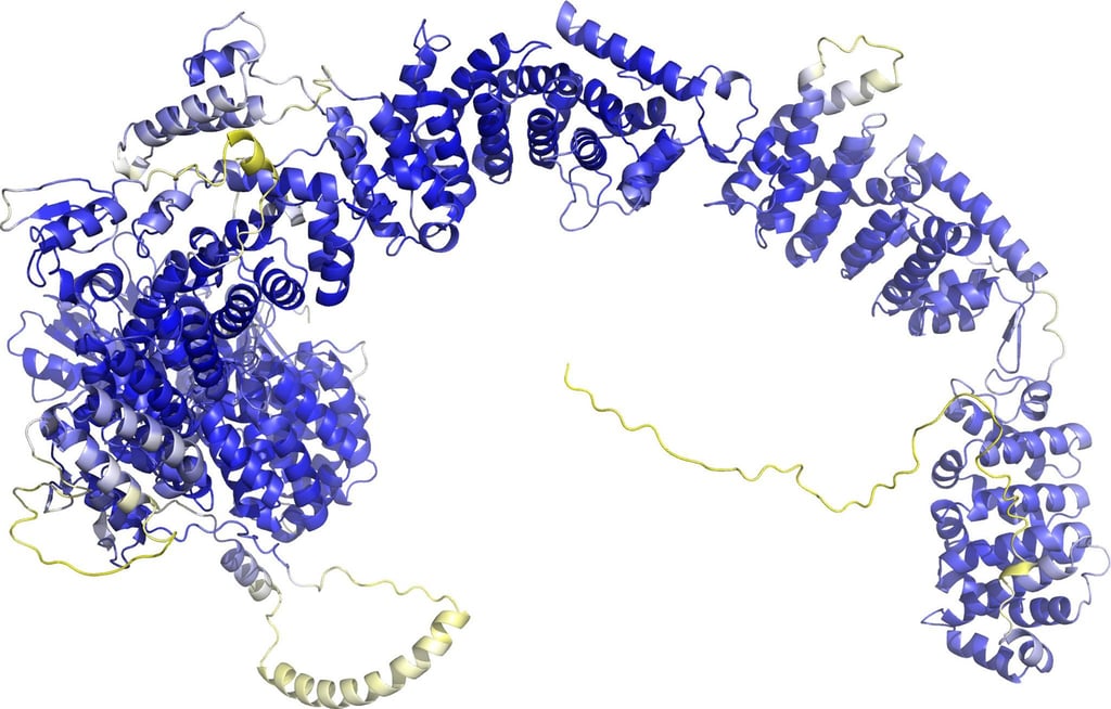 Das Modell der AlphaFold Protein Structure Database stellt das Rückgrat der Proteinstruktur dar. Sogenannte Sekundärstrukturelemente sind als Bänder wiedergegeben. In den blauen Bereichen ist das Model vermutlich zuverlässig. Die gelben Bereiche sind wahrscheinlich flexibel, und nur eine mögliche Struktur ist dargestellt.