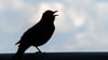 Wer bei der „Stunde der Gartenvögel“ mitmachen möchte, beobachtet eine Stunde lang die Vögel im Garten, am Balkon, vor dem Fenster oder im Park.