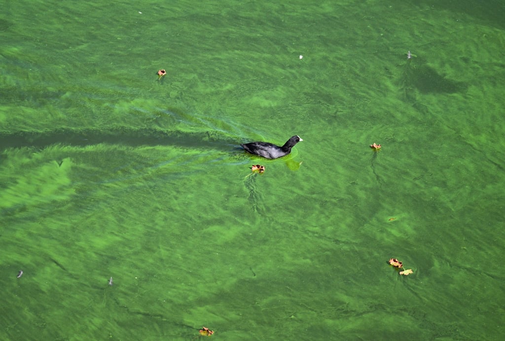 Ein Wasservogel durchquert den Teppich aus Blaualgen.