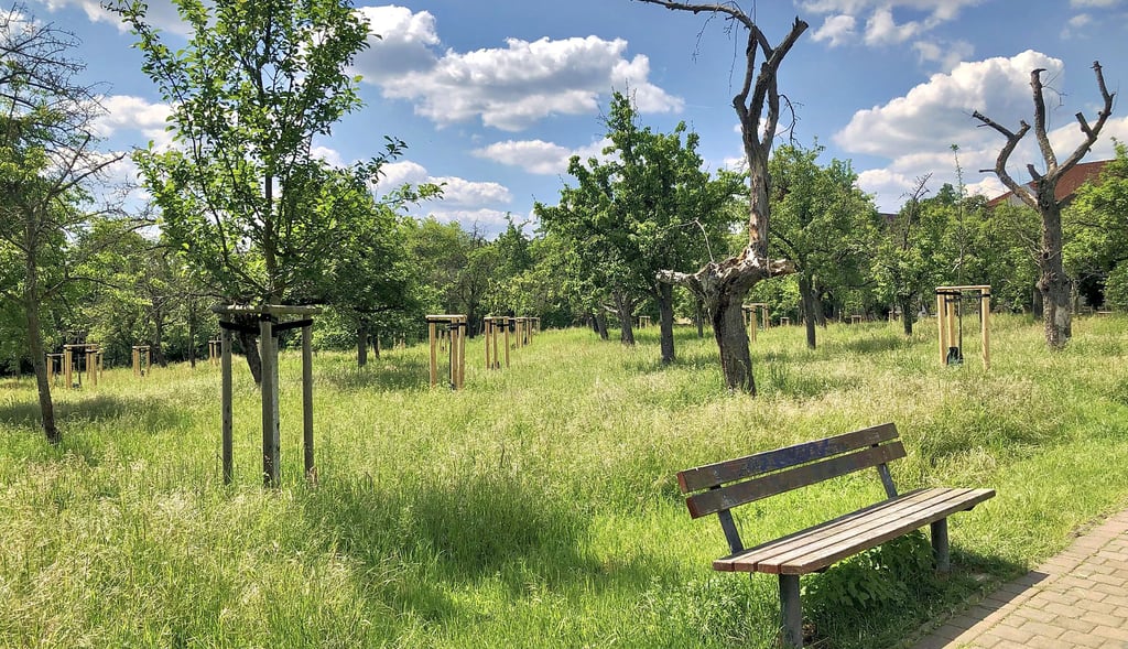 Die Streuobstwiese am alten Krankenhaus in Zeitz verändert sich. Was schon geschehen ist, kann man beim Bürgerpicknick sehen.