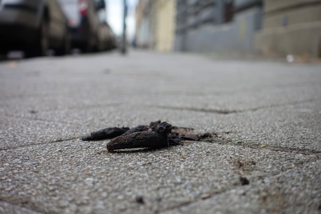 Diese Aufnahme stand aus der Heidestraße in Magdeburg. Immer wieder lassen Hundebesitzer die Kacke ihrer Tiere liegen.