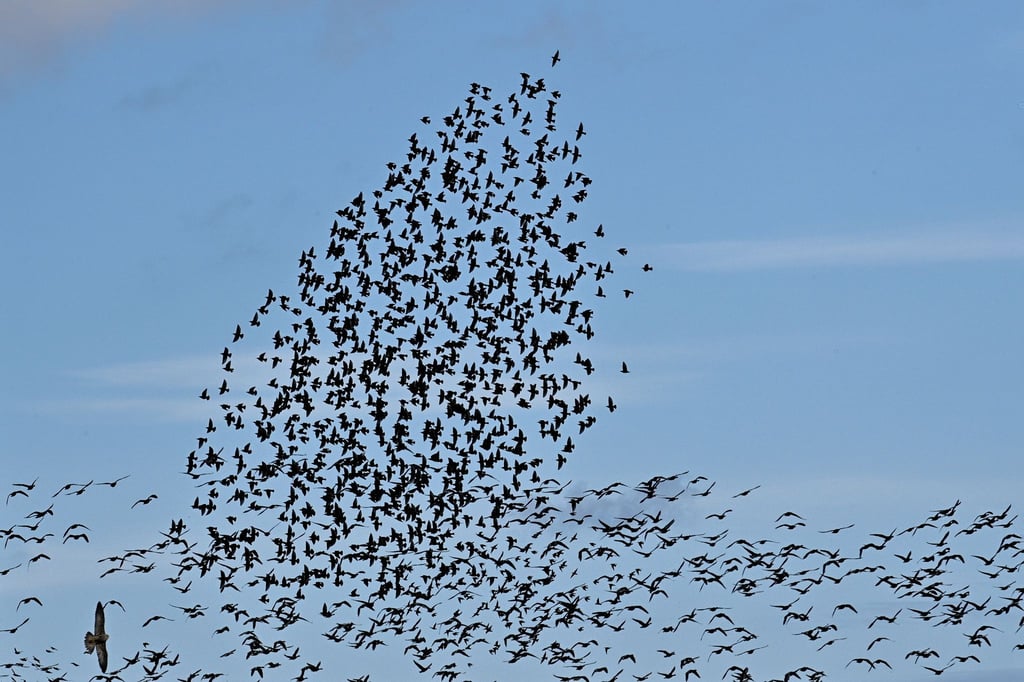 Ein Greifvogel (l) stößt in einen Schwarm aus Staren die sich derzeit am Himmel sammeln. Im Hintergrund sind Gänse zu sehen die fortziehen. Zugvögel gehören zu den wandernden Tierarten, die oft riesige Entfernungen zurücklegen.