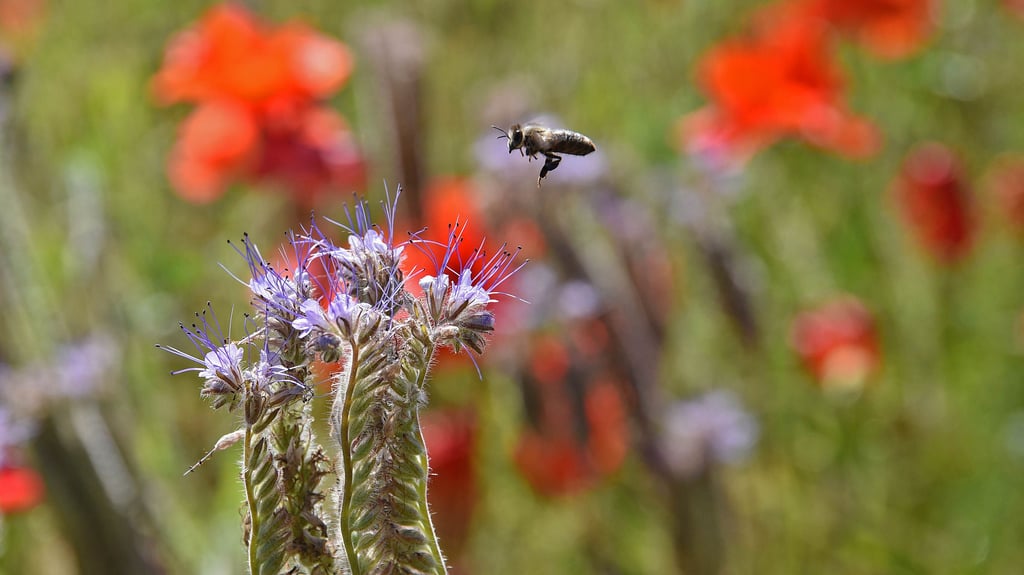 Für Insekten wäre es am besten, wenn blühende Wiesen überhaupt nicht gemäht würden.