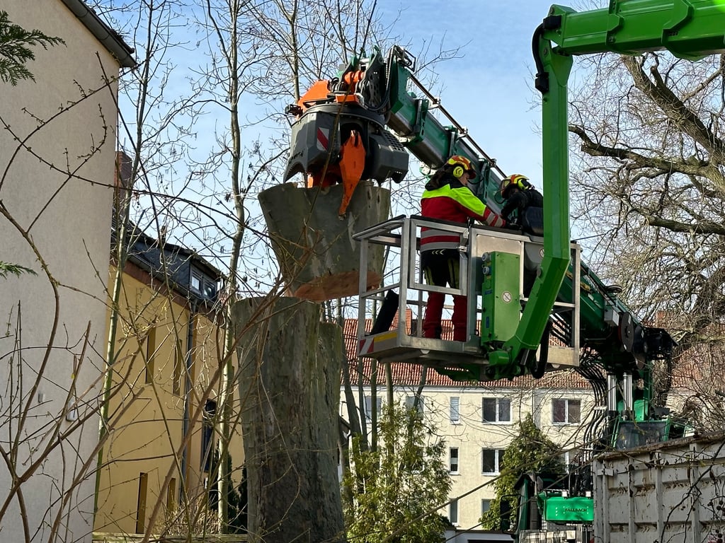 Eine mehr als 100 Jahre alte Platane ist in Magdeburg-Sudenburg abgesägt worden.