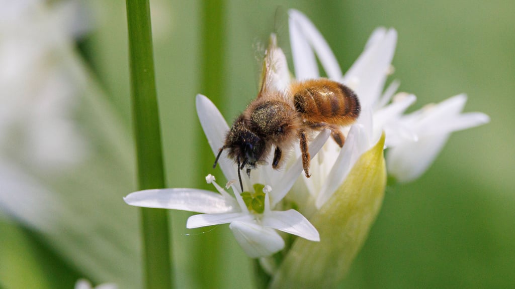 Bienen sind die Stars der neuen Ausstellung im Genthiner Kreismuseum.
