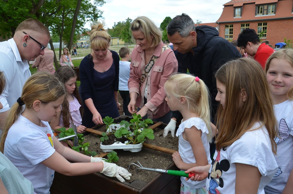 Die ersten Erdbeerpflanzen bringen Schulgärtner, Eltern und Sponsoren gemeinsam in die Hochbeete.