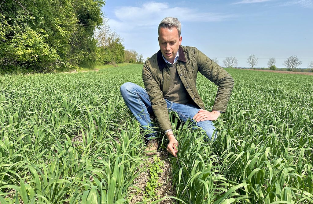 Frank Krüger, Betriebsleiter Landwirtschaft bei der Wimex Gruppe, prüft den aktuellen Stand des Sommerhafers.