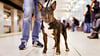 Auch Bullterrier zählen zu den Listenhunden und würden unter die geänderte Hundesteuersatzung fallen.Imago