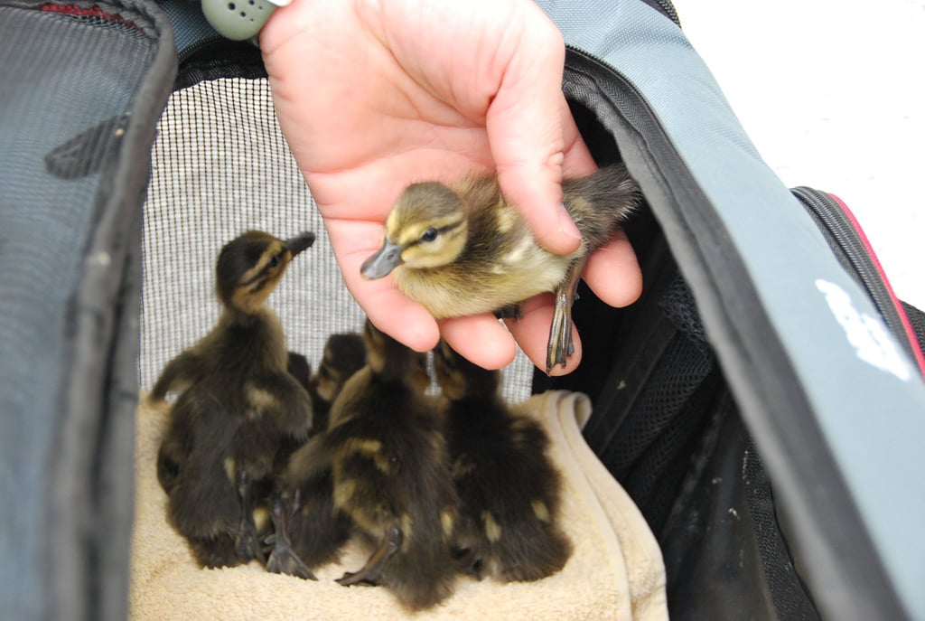 Eine Entenmama und ihre Küken ziehen um: Es geht an die Müggelspree.