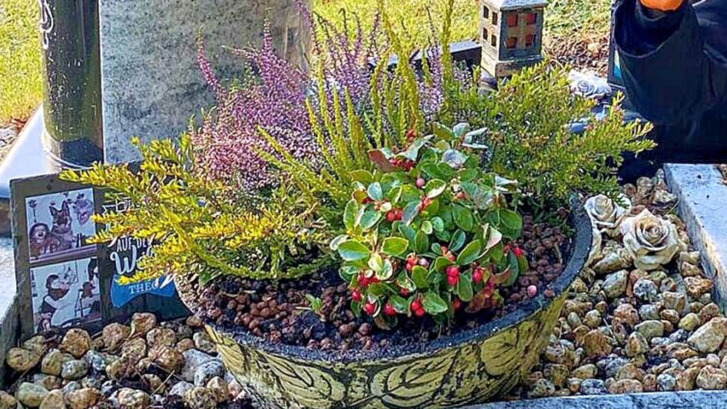 Diese schwere Schale, inzwischen mit gelben und lila Hornveilchen bepflanzt, ist vom Grab des Stolberger Arztes gestohlen worden.