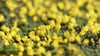Eine Goldprimel steht im Brockengarten in voller Blüte.