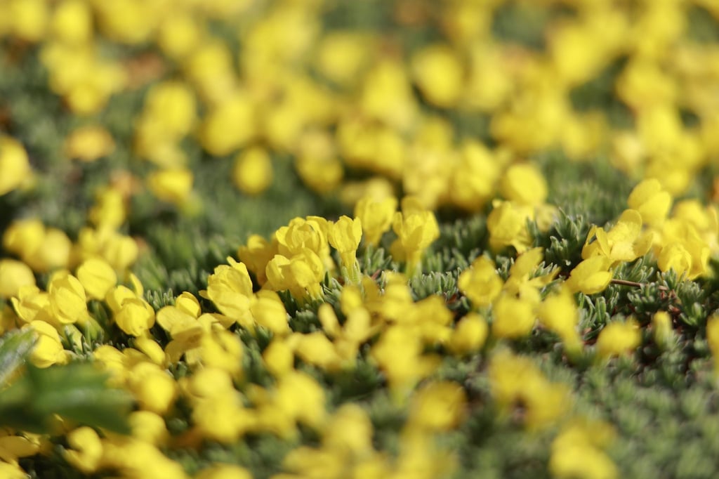 Eine Goldprimel steht im Brockengarten in voller Blüte.