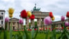 Vor dem Brandenburger Tor stehen Tulpen.