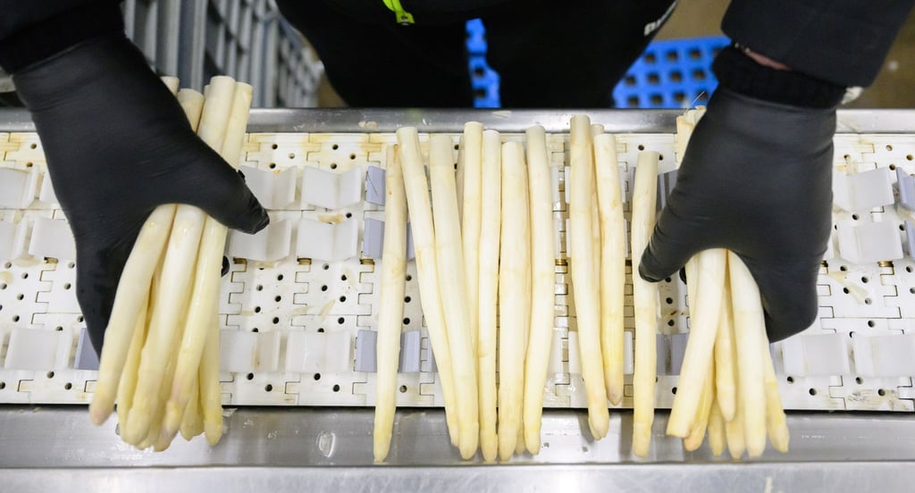 Die Prognose zur Spargelernte könnte Spargelliebhabern Sorgen machen.