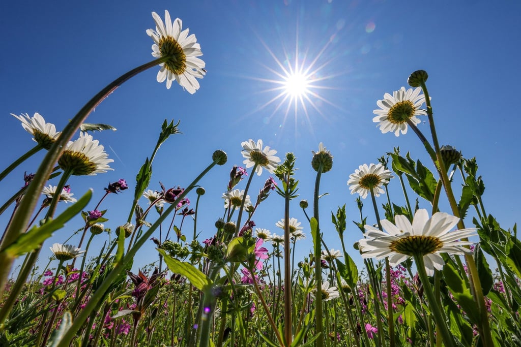 Die Sonne scheint auf einen reichhaltig blühenden Blühstreifen auf einem Feld.