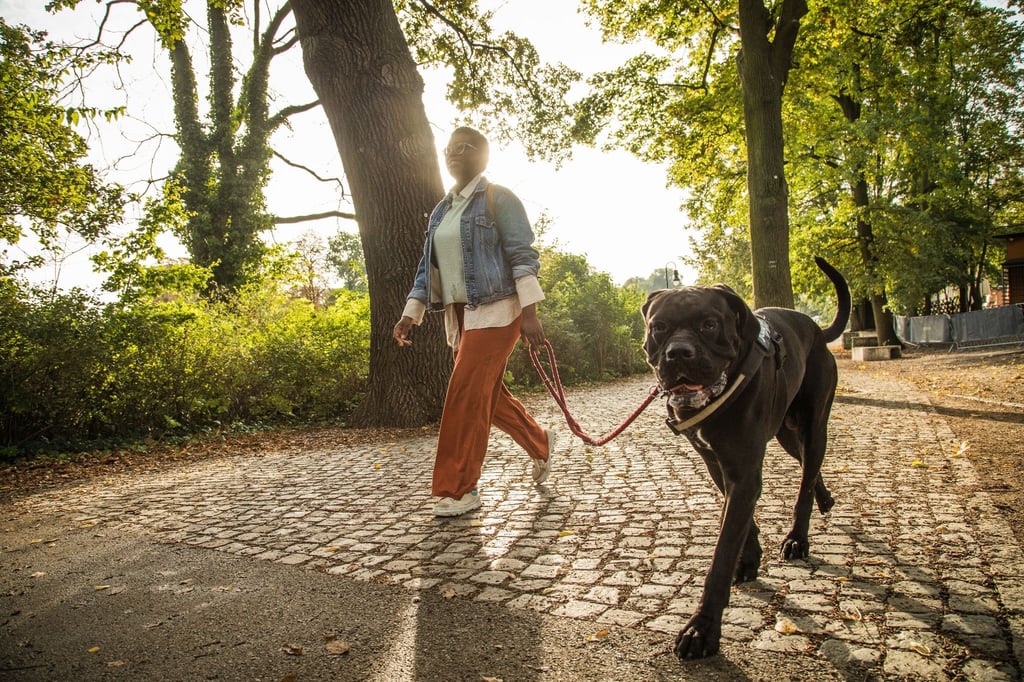 Entspannt an der Leine mitgehen: Das ist keine Frage der Größe, wie dieser Hund zeigt.