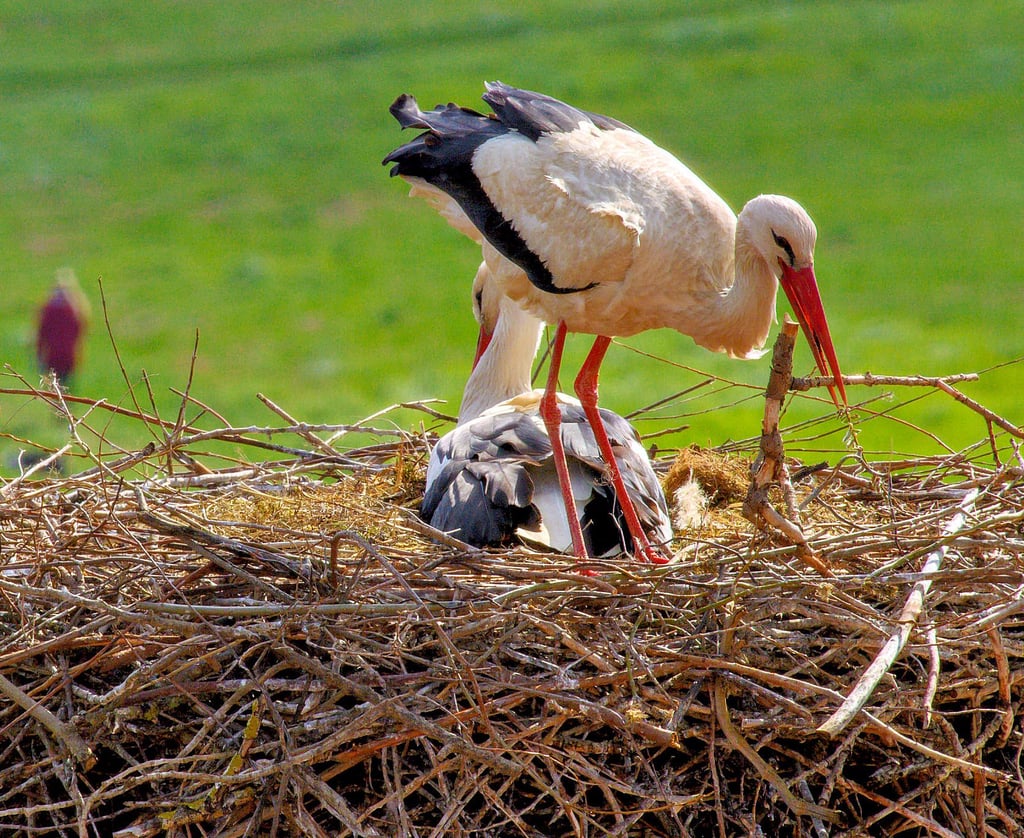 Ein Weißstorch-Pärchen in ihrem Nest auf dem Dach der Kirche St. Laurentii.
