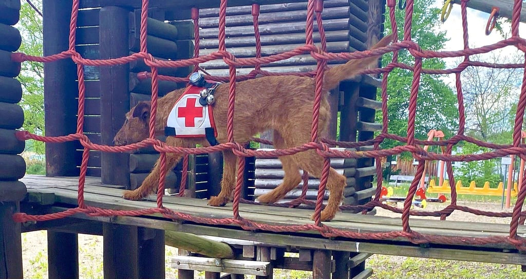 Ein Hund der DRK-Rettungshundestaffel auf dem ehemaligen Spielplatz des geschlossenen Wildparkes in Weißewarte.