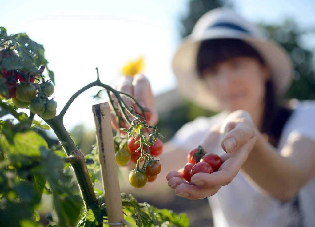 Tomaten für den Garten? Dafür eignen sich etwa Sorten wie „Frühzauber“, „Homosa“ oder die Datteltomaten „Elfin“ und „Fioline“.