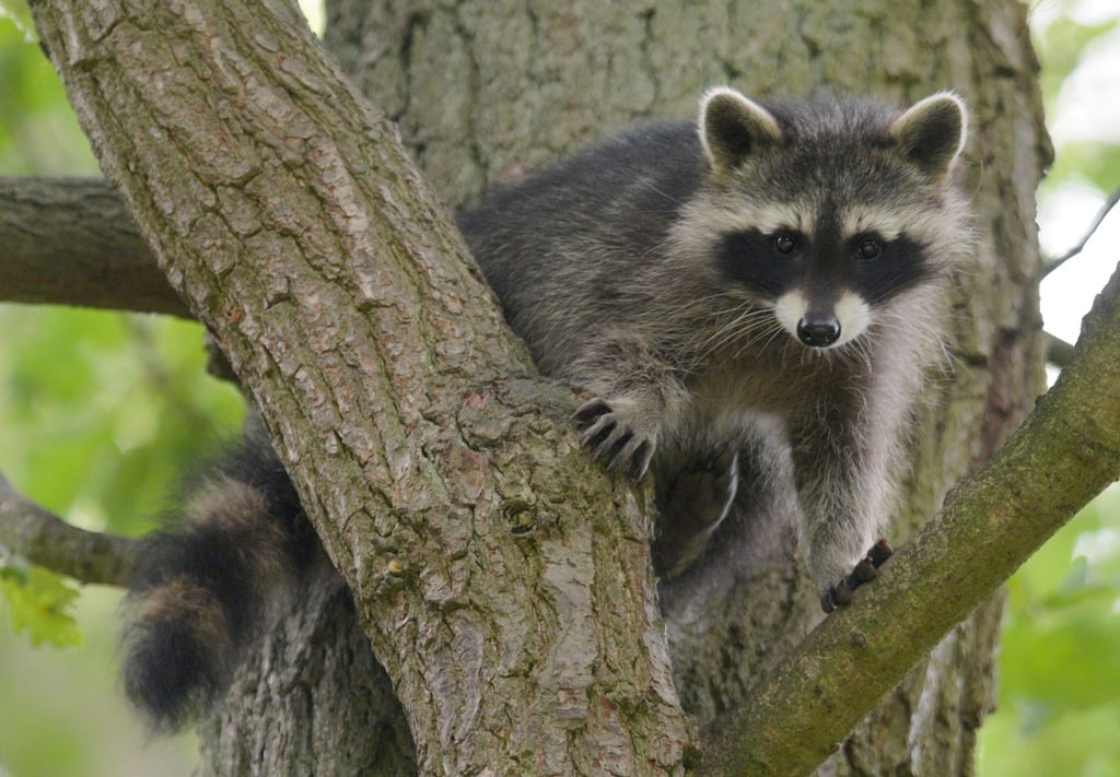 Ein Waschbär-Junges sitzt im Wildtierpark Edersee in einem Baum.