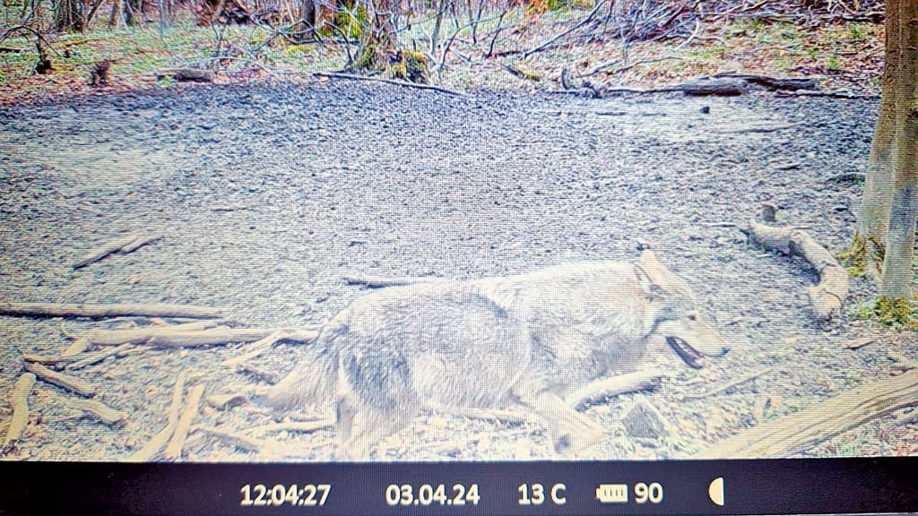 Dieser Wolf wurde am 3. April um 12.04 Uhr im Fallstein-Wald im Harz von einer Wildkamera erfasst.