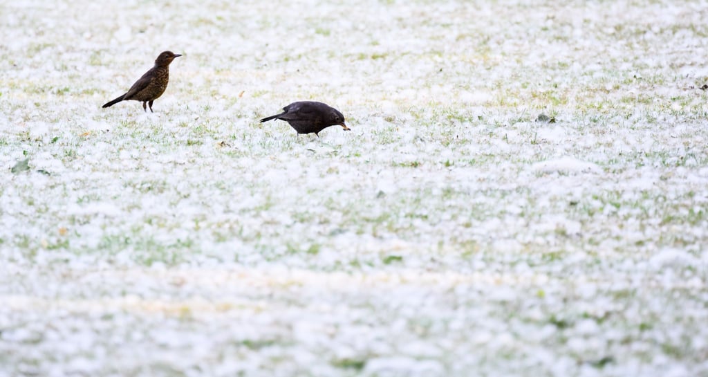 Inmitten von Pappelflaum suchen zwei Vögel auf einer Wiese in der Region Hannover nach Futter.